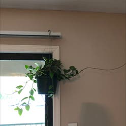 Hoya obovata plant