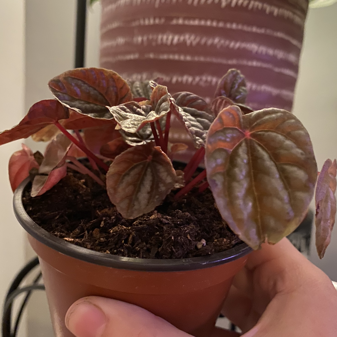 Emerald Ripple Peperomia plant in a small pot, held by a hand.