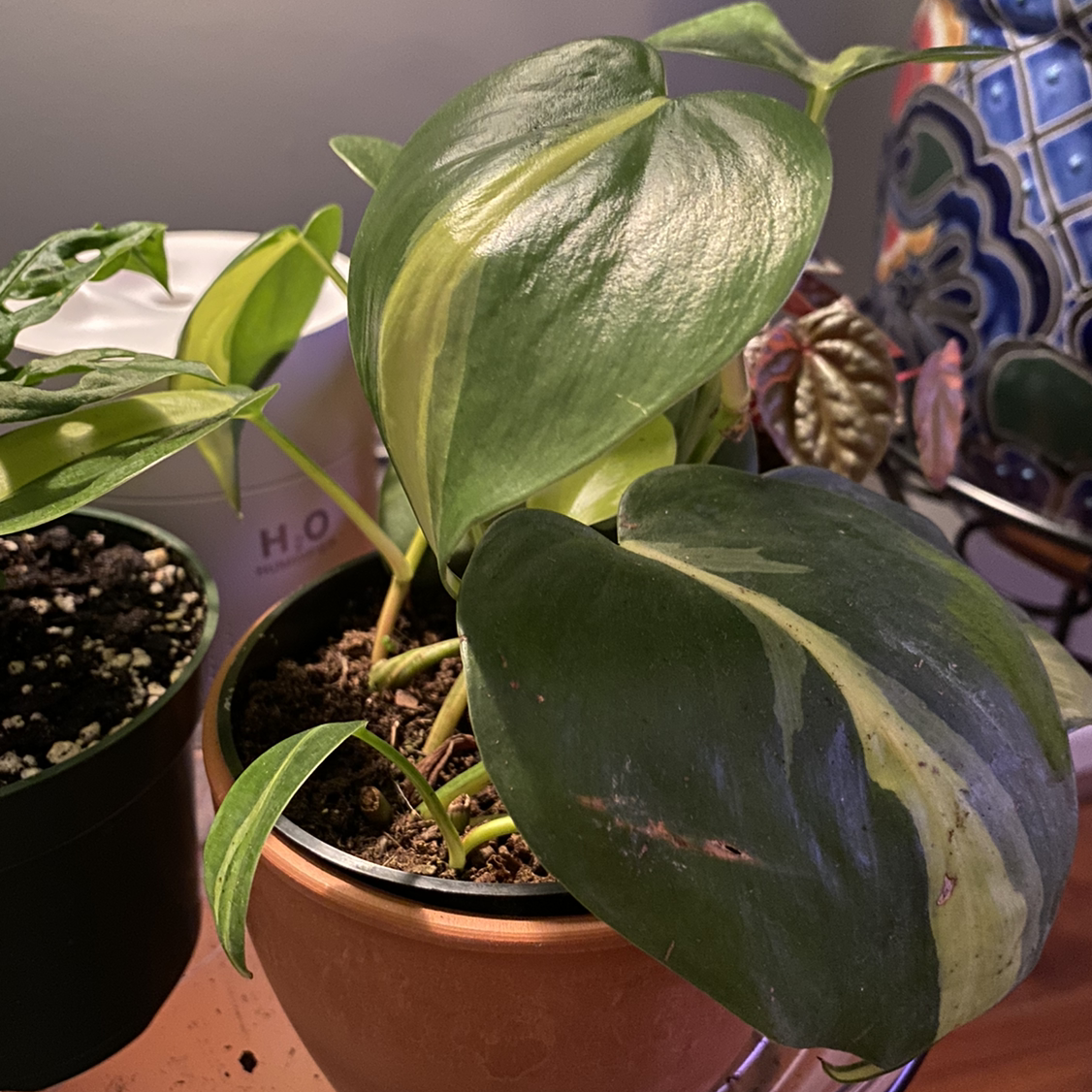 Philodendron Brasil plant with variegated leaves in a pot, soil visible.