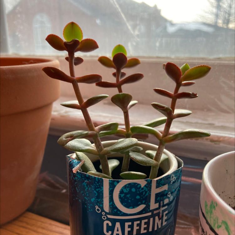 Jade plant photo by @Thunder named Hazel on Greg, the plant care app.