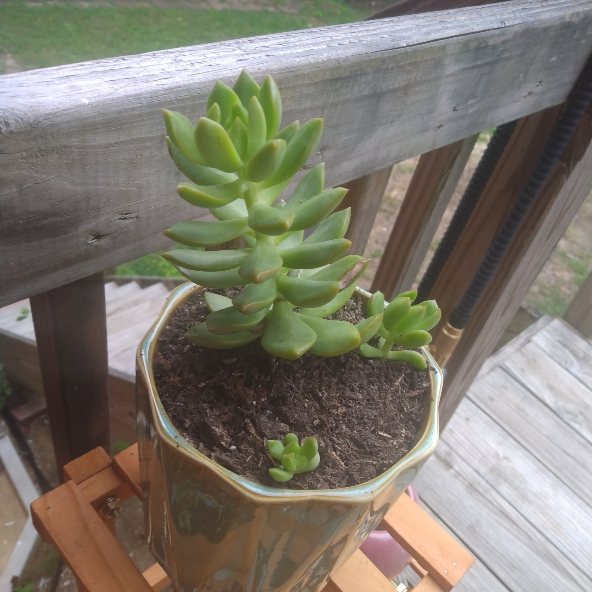 A healthy Painted Lady succulent in a pot on a wooden surface.