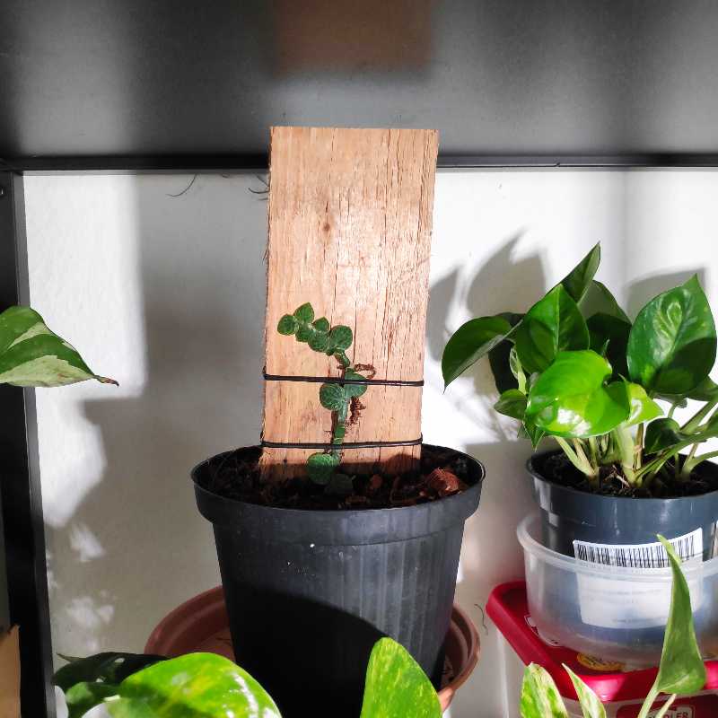 Shingle Plant in a black pot supported by a wooden plank, with other plants in the background.