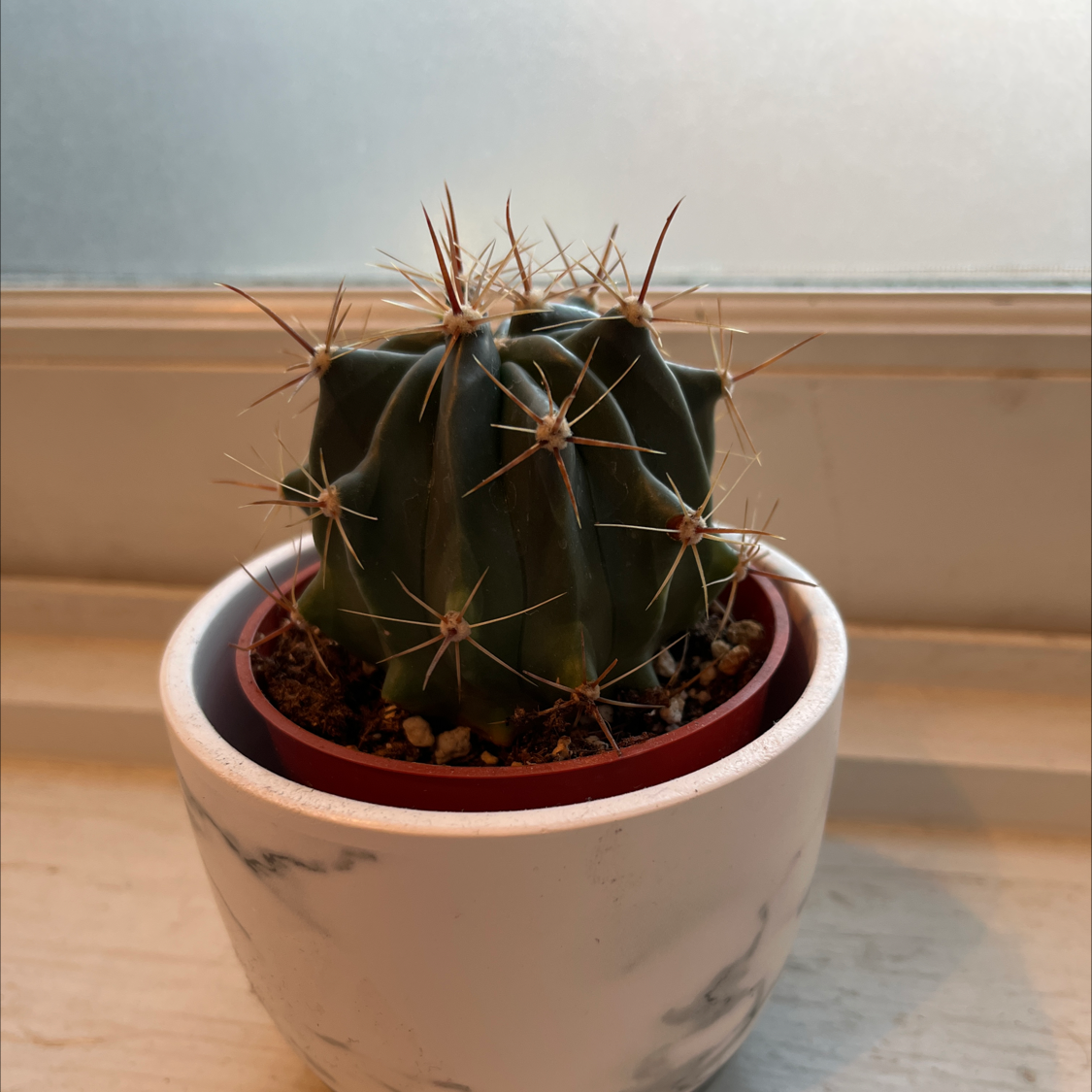 A healthy cactus in a white pot on a windowsill.