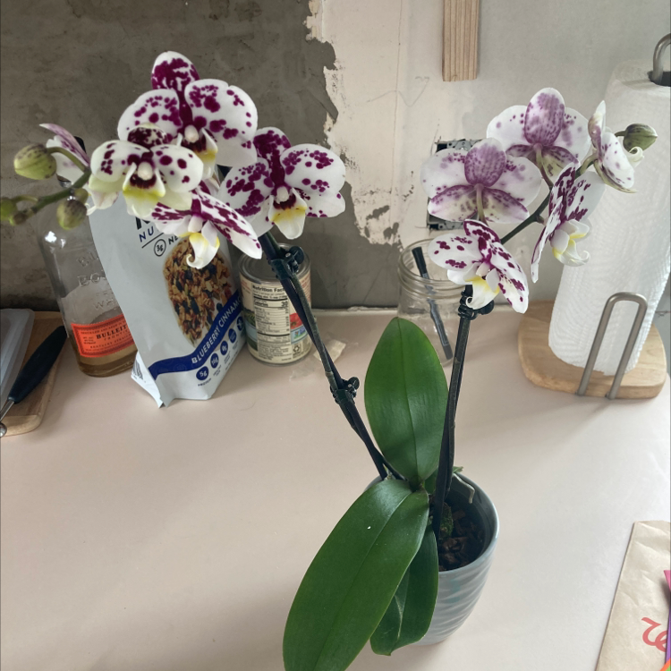 Photo of the plant species I-Hsin Dalmation Orchid by @MeekBlueech named Orchid on Greg, the plant care app