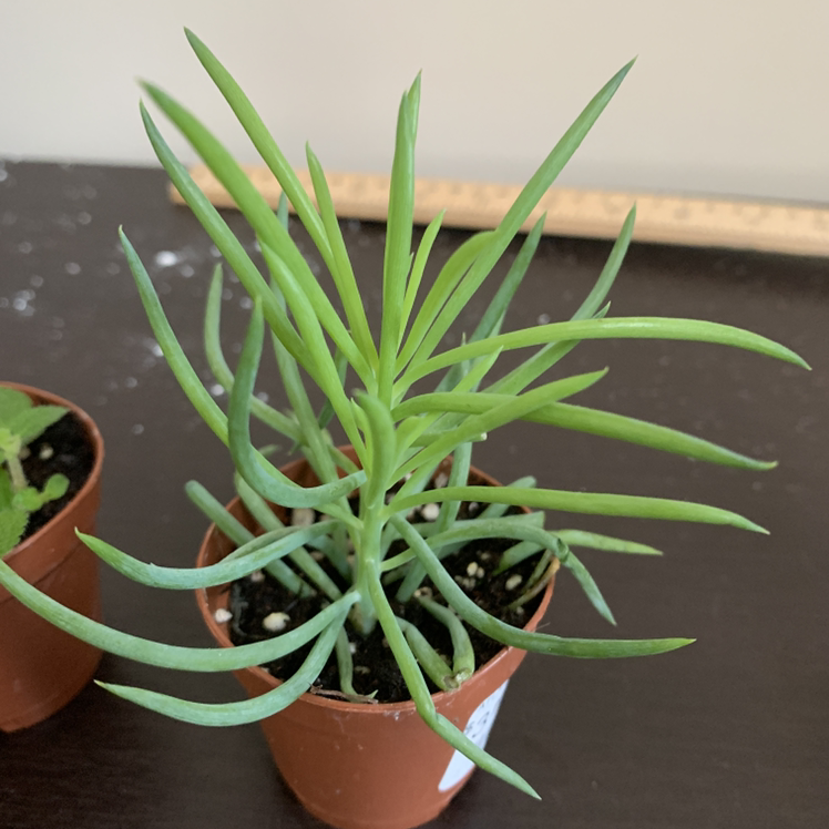 Healthy Succulent Bush Senecio plant in a small pot with elongated green leaves.