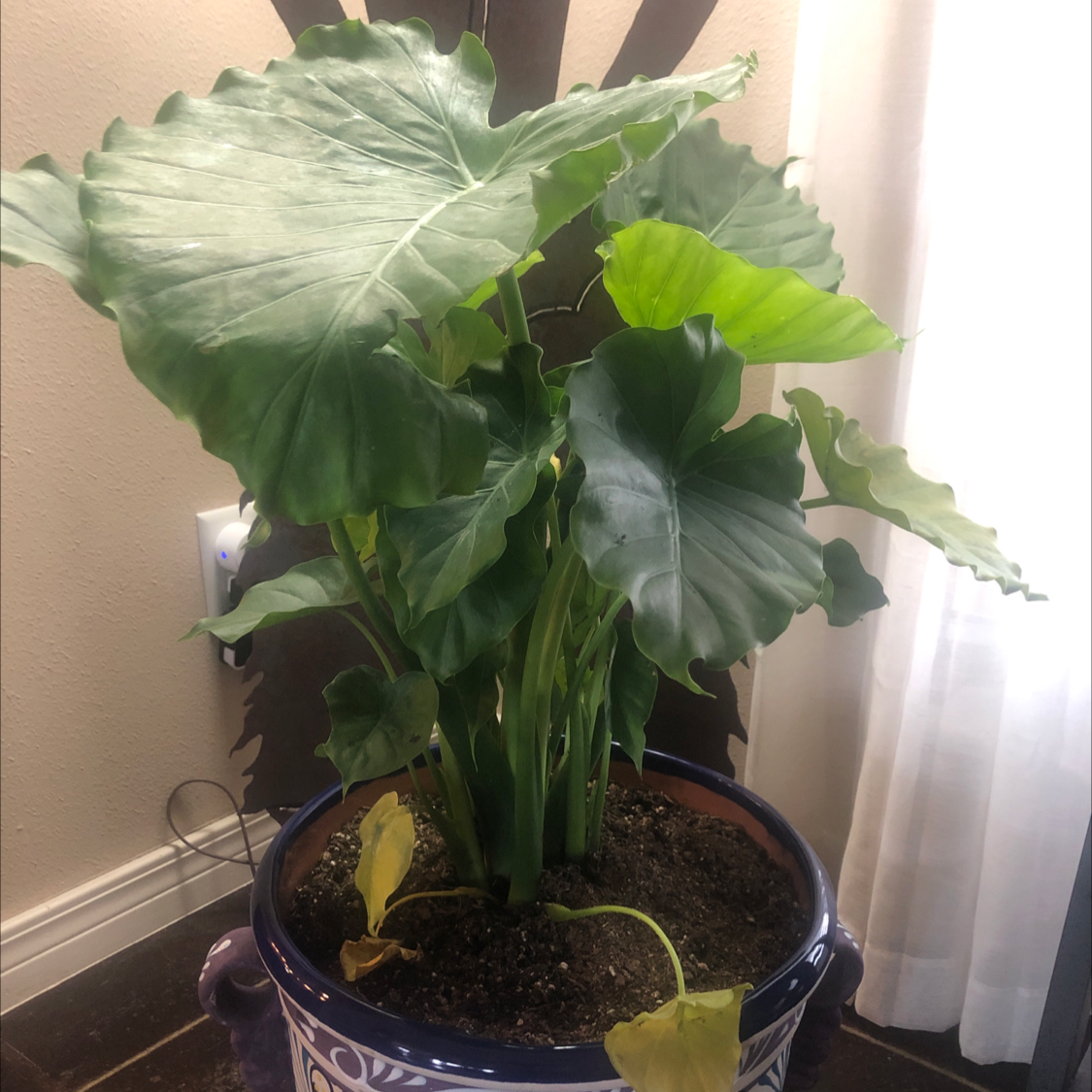 Potted Alocasia gagaena 'California' plant with large green leaves and some yellowing leaves at the base.