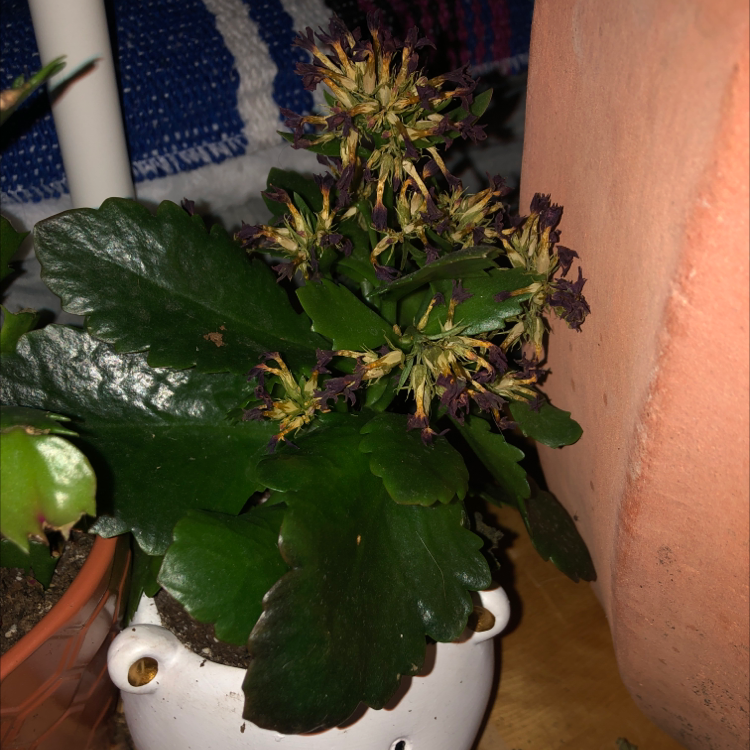 Florist Kalanchoe plant photo by @Veltheimc named Pokey on Greg, the plant care app.