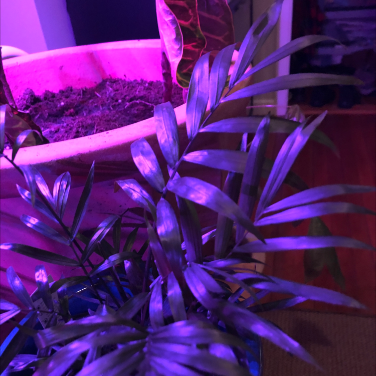 Parlour Palm plant photo by @Veltheimc named Terra on Greg, the plant care app.