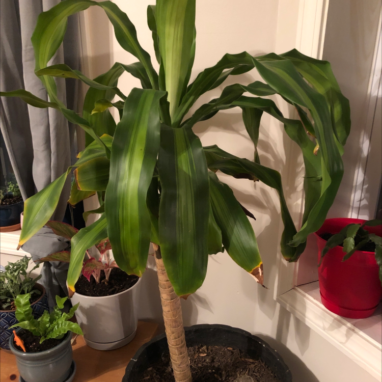 Cornstalk Dracaena plant photo by @Veltheimc named Vivian on Greg, the plant care app.