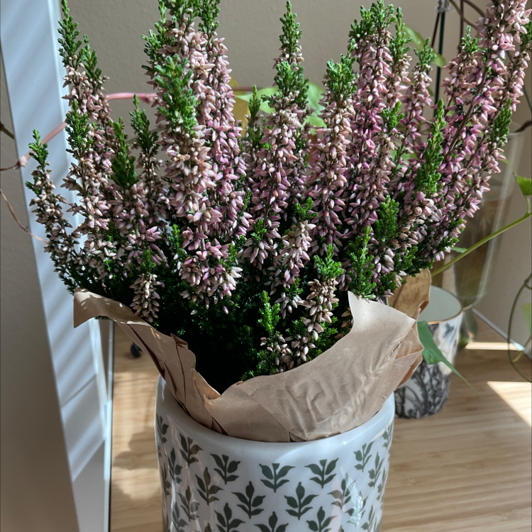 Potted Heather plant with pinkish-purple flowers, well-framed and in focus.