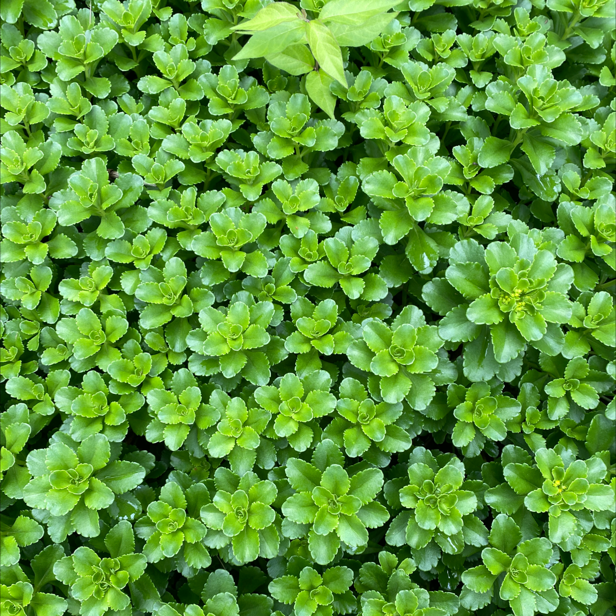 Photo of the plant species Two-Row Stonecrop by @HeirWorm named Greens on Greg, the plant care app