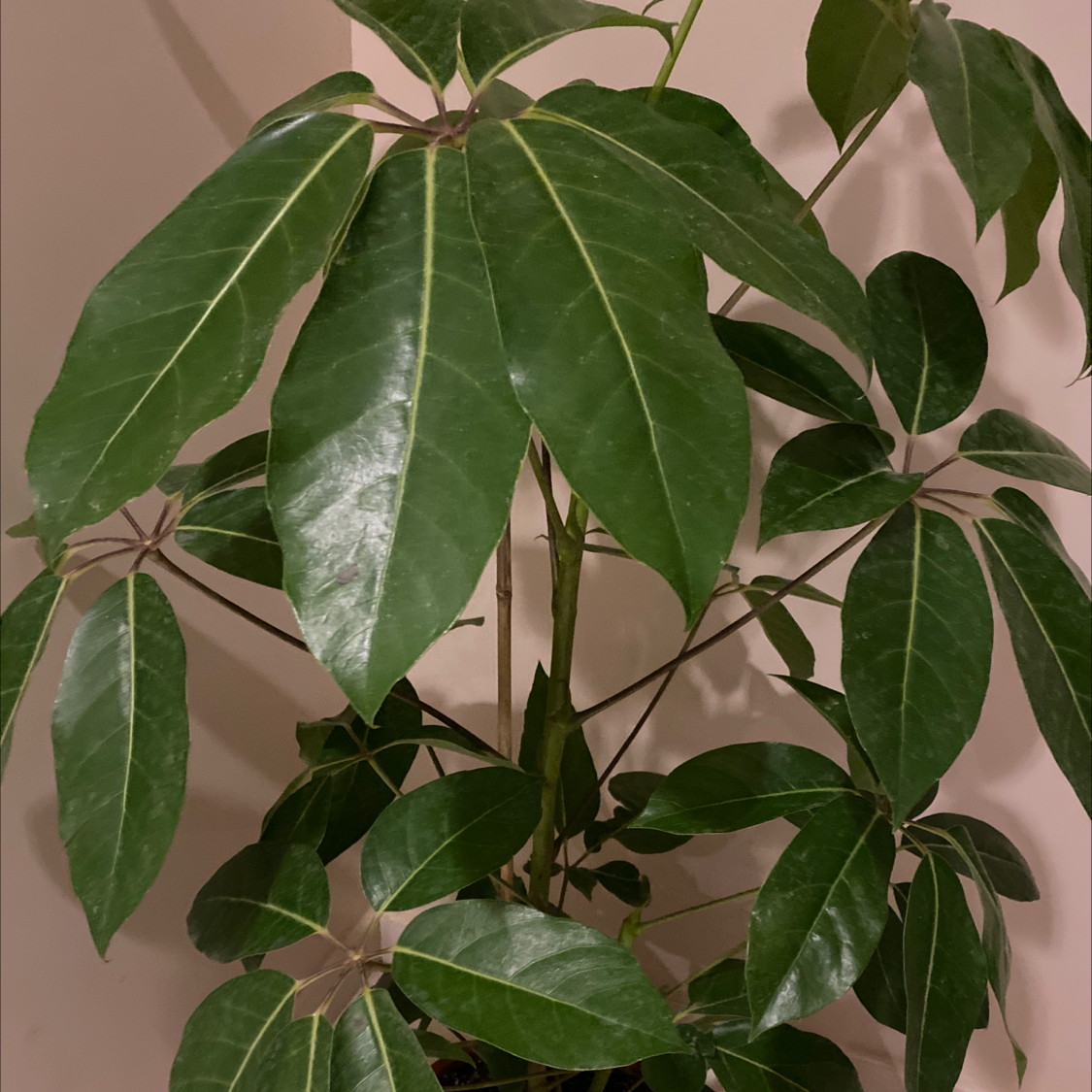 Healthy Octopus Tree with vibrant green leaves, well-framed and in focus.