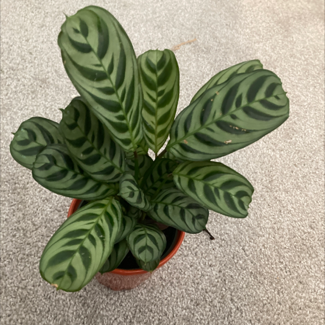Photo of the plant species Fishbone Prayer Plant by @ValorousWorm named Calathea Peacock on Greg, the plant care app