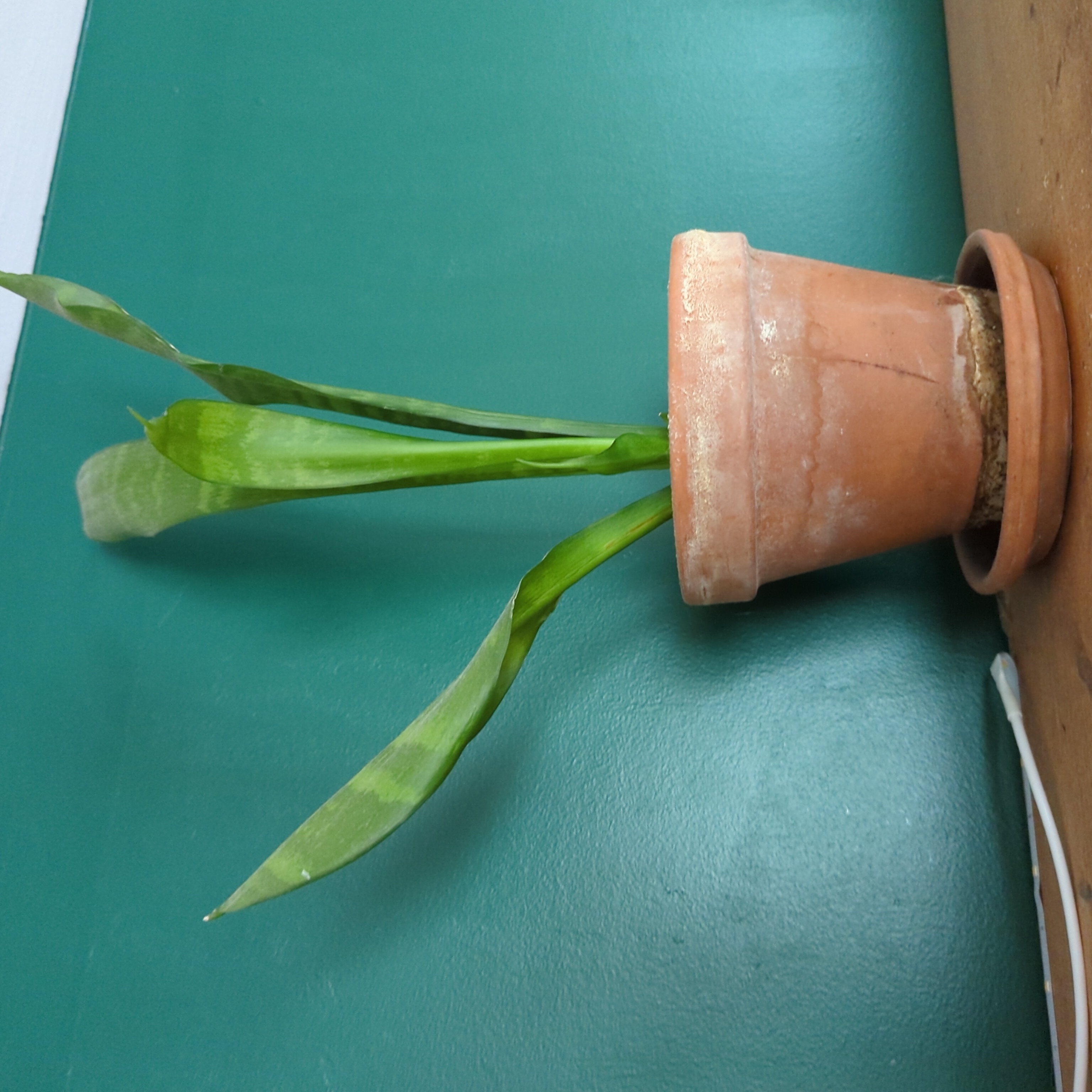 Zeylanica Snake Plant in a terracotta pot with some yellowing and browning leaves.