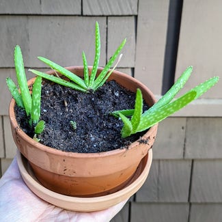 Aloe vera plant in Portland, Maine