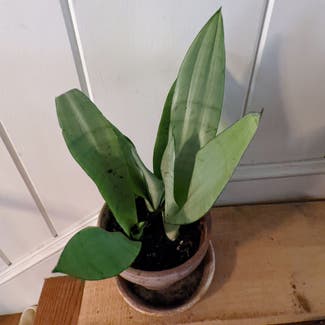 Silver Snake Plant plant in Portland, Maine