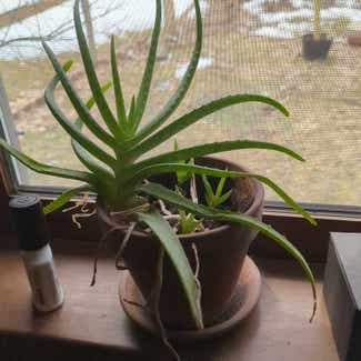 Aloe vera plant in Portland, Maine