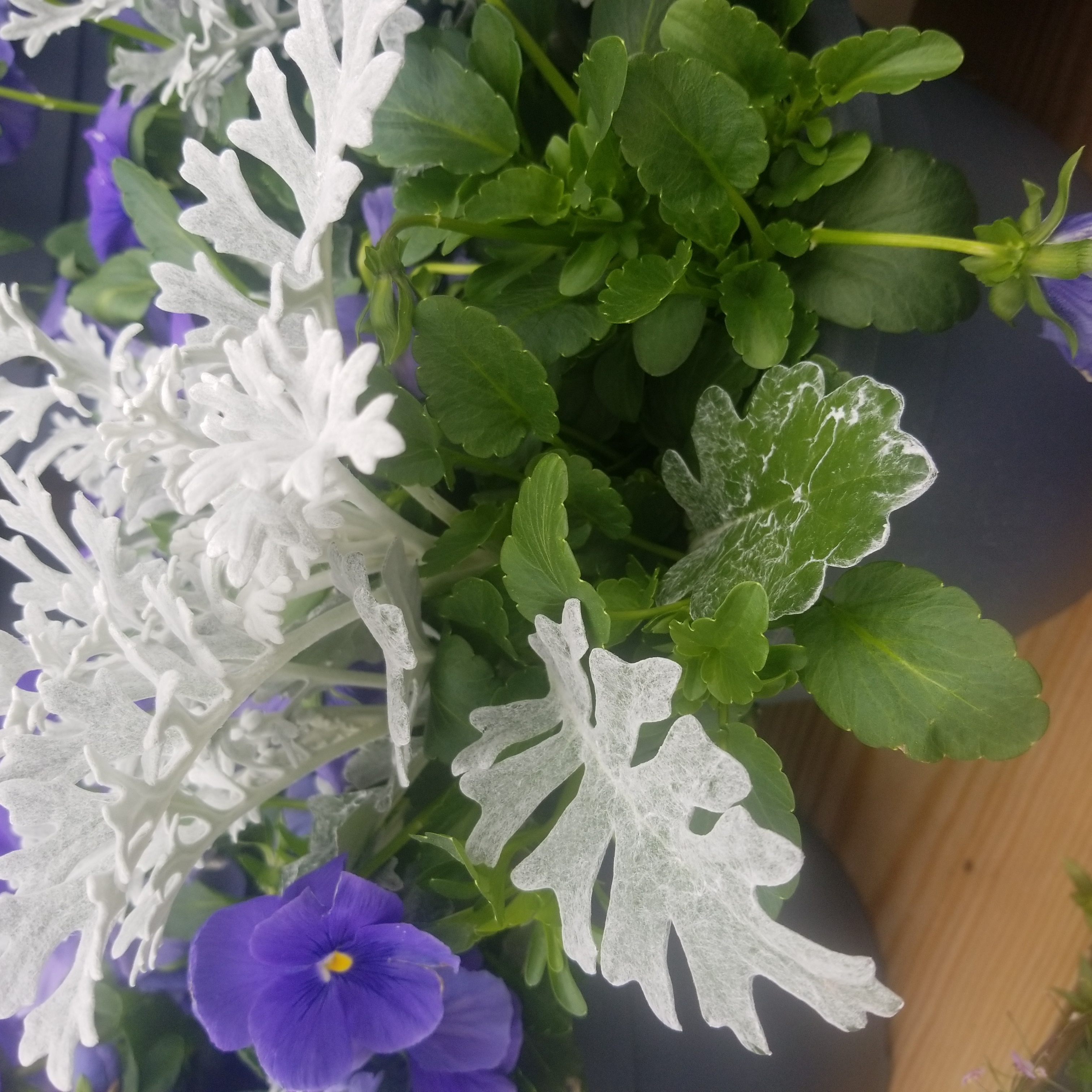 Silver Ragwort plant with silvery-white leaves, green foliage, and purple flowers.