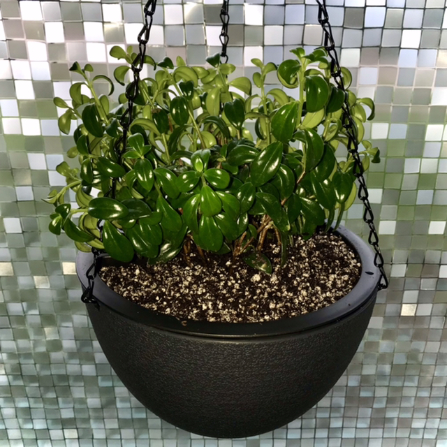 Photo of the plant species Goldfish Plant by @StudyingStones named Luca on Greg, the plant care app
