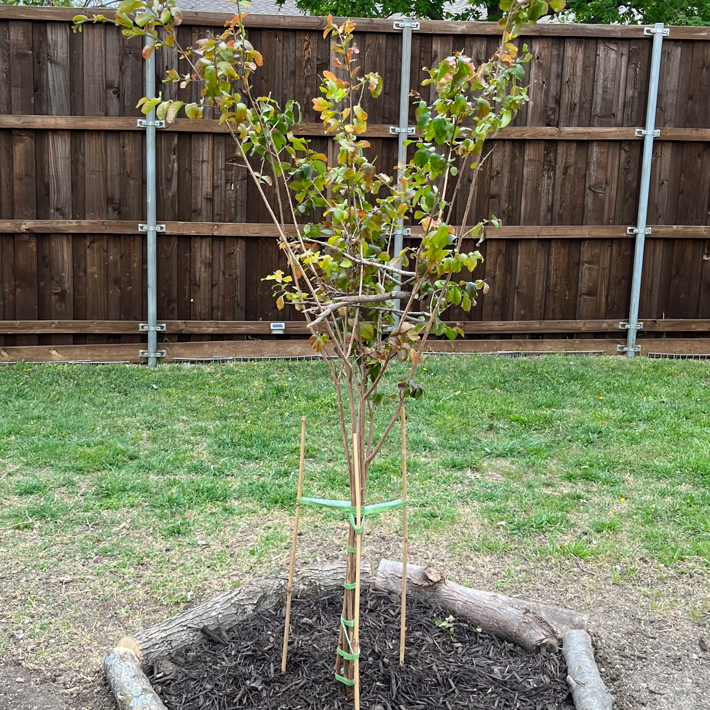 Young Cape Myrtle tree with bright green foliage and slight yellowing, planted in a mulched bed in a backyard with a wooden fence.