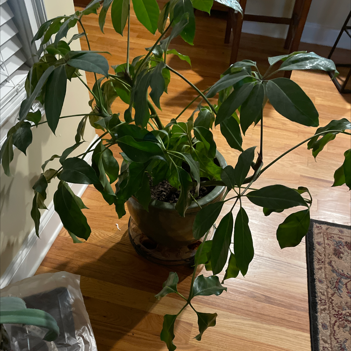 Indoor potted Octopus Tree with elongated, glossy green leaves on a wooden floor.