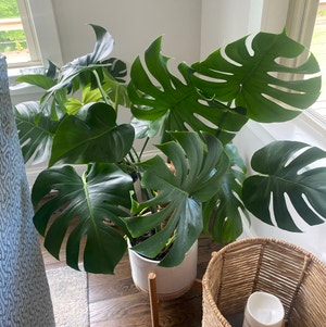 Monstera plant photo by @natajack named Monstera Deliciosa on Greg, the plant care app.