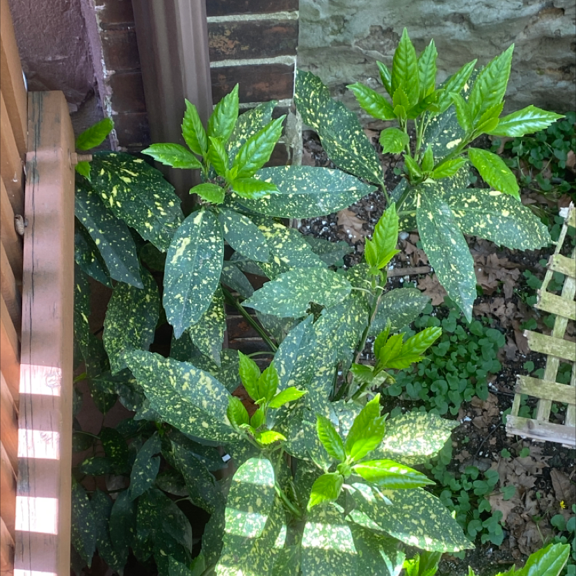 A healthy Japanese Laurel plant with glossy, variegated green leaves with white speckles, growing in a pot with visible soil.