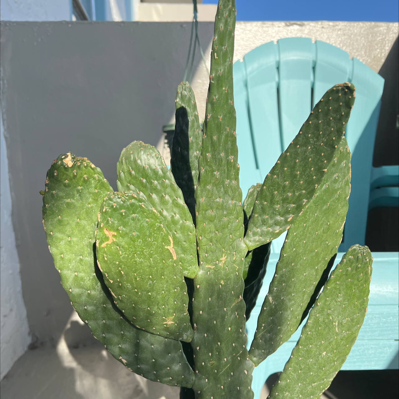 Woolyjoint Prickly Pear cactus with green pads and slight browning on edges, blue chair in background.