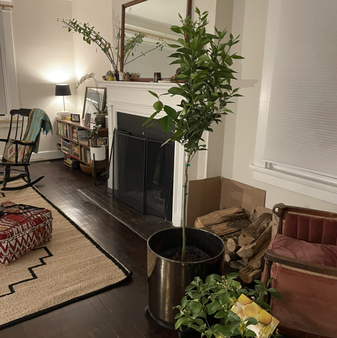 Indoor Orange Tree in a pot near a fireplace, with green leaves and no visible signs of disease.