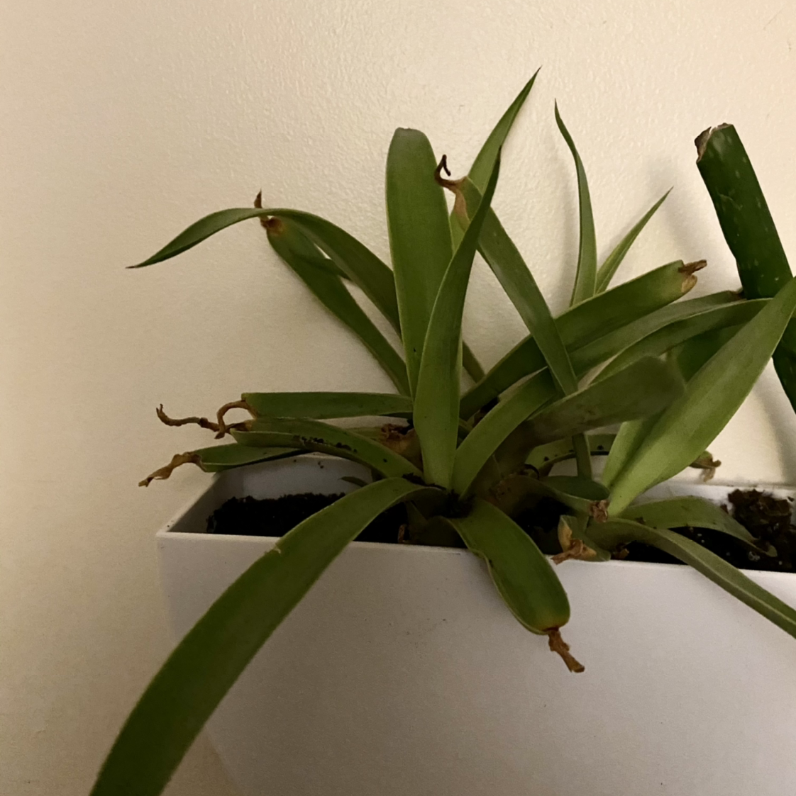Fynbos aloe plant in a white pot with some browning at the leaf tips.