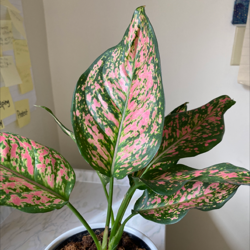 Aglaonema 'Favonian' plant with vibrant pink and green variegated leaves in a pot.