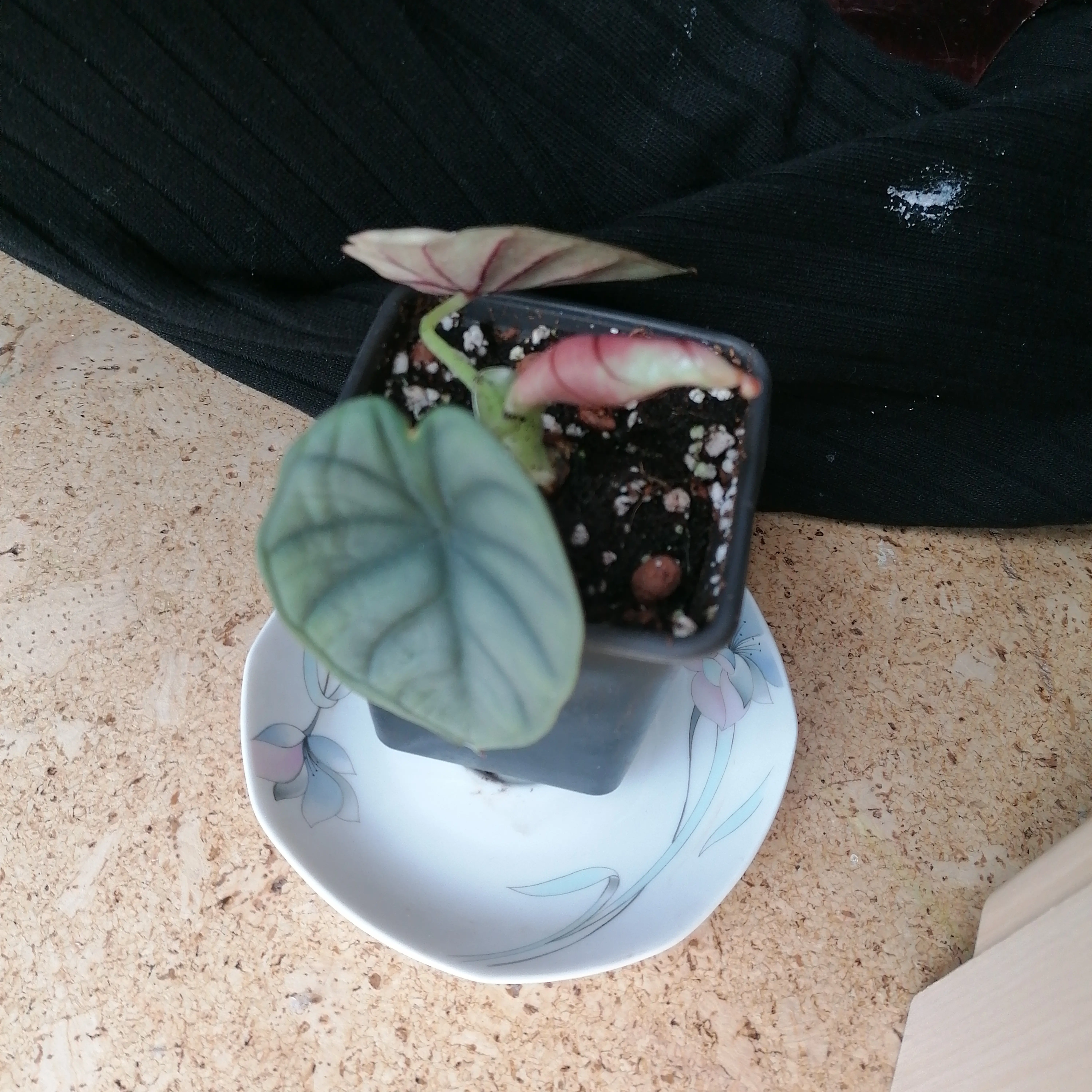 Potted Alocasia nebula 'Imperialis' plant with distinct patterned leaves.