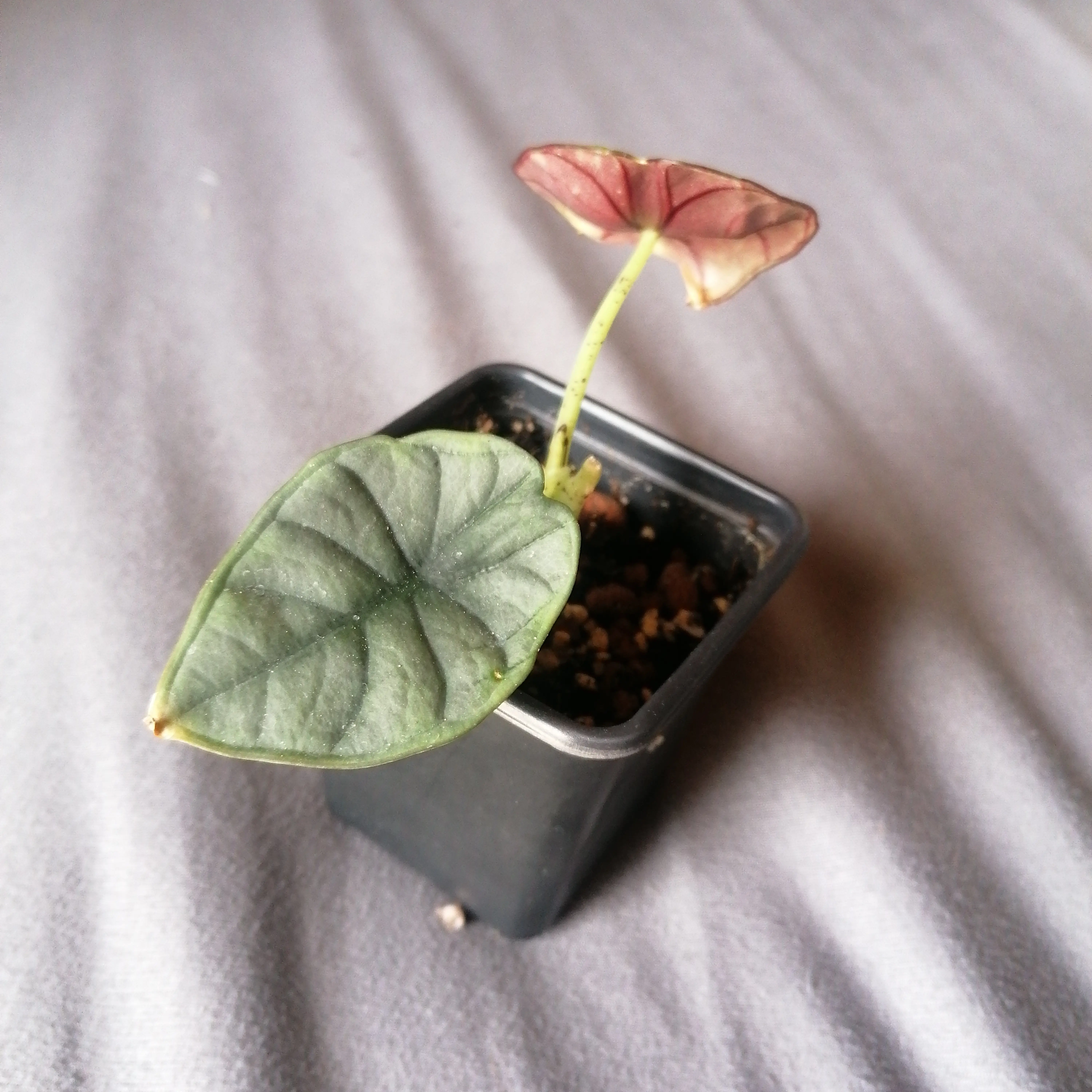 Alocasia nebula 'Imperialis' plant in a black pot with one green and one reddish leaf.