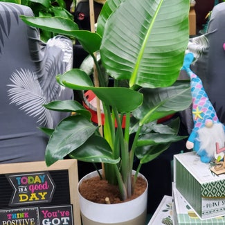 A plant in New York, New York