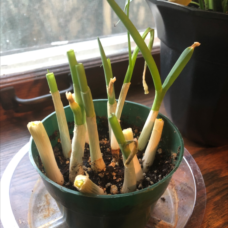Potted Long Green Onion plant with visible soil and some yellowing and browning at the tips.
