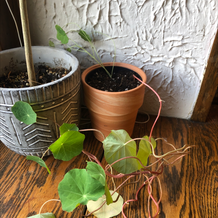 Garden Nasturtium in a terracotta pot with yellowing and browning leaves, next to another potted plant.