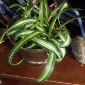 Spider Plant plant in King George, Virginia