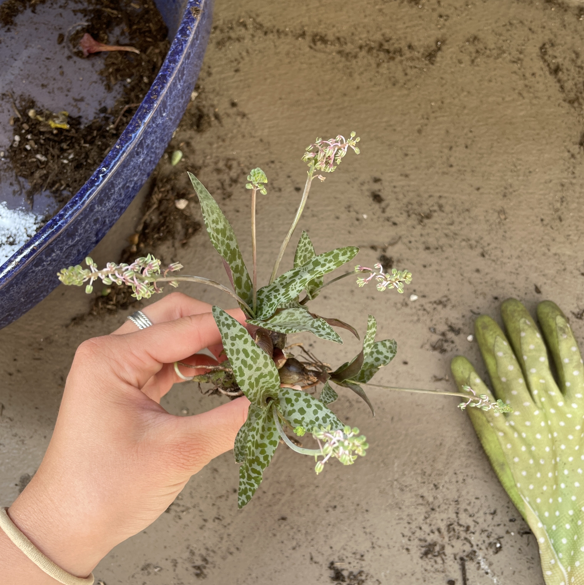 Silver Squill plant with green spotted leaves and small flowers, held by a hand. Soil and glove in background.