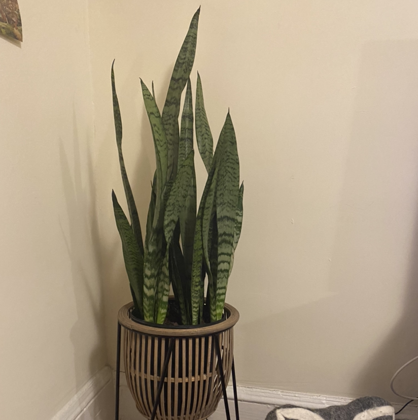 Black Coral Snake Plant in a pot on a stand, healthy with upright green leaves.