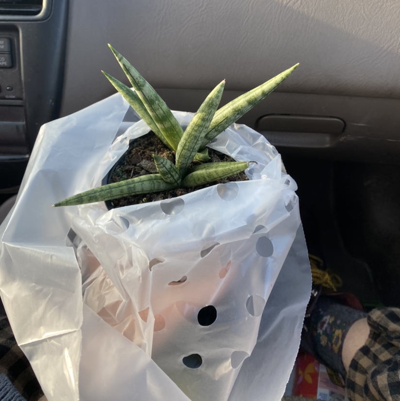 Starfish Snake Plant in a small pot, partially wrapped in a plastic bag.