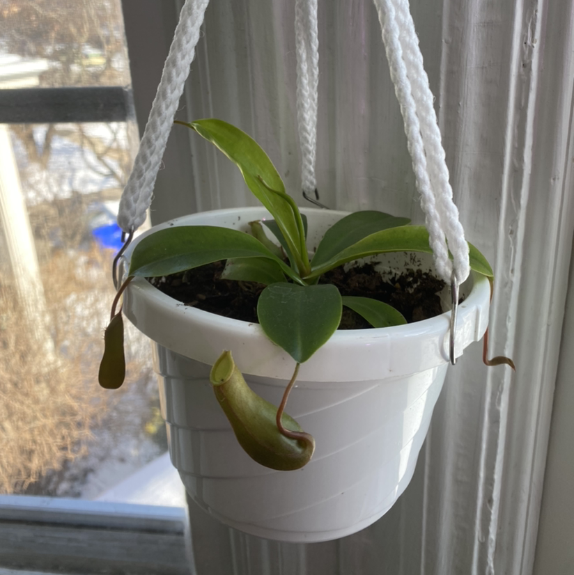 Tropical Pitcher Plant in a white hanging pot with green leaves and pitcher structures.