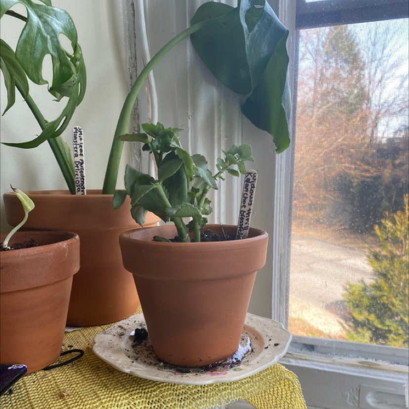 Millot Kalanchoe plant in a terracotta pot on a windowsill with another plant in the background.