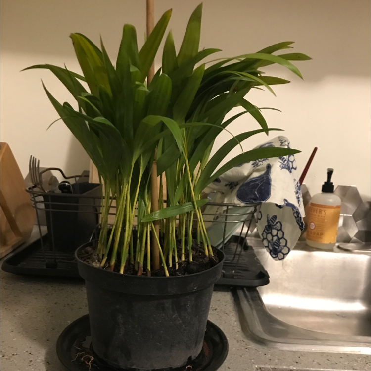 Healthy, thriving Kentia palm plant with lush green leaves, growing in a black nursery pot indoors.