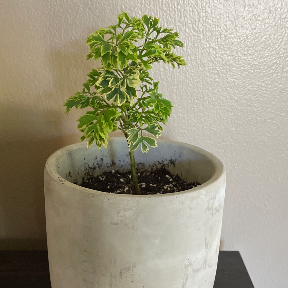 Ming Aralia plant in a pot with variegated green and yellow leaves.