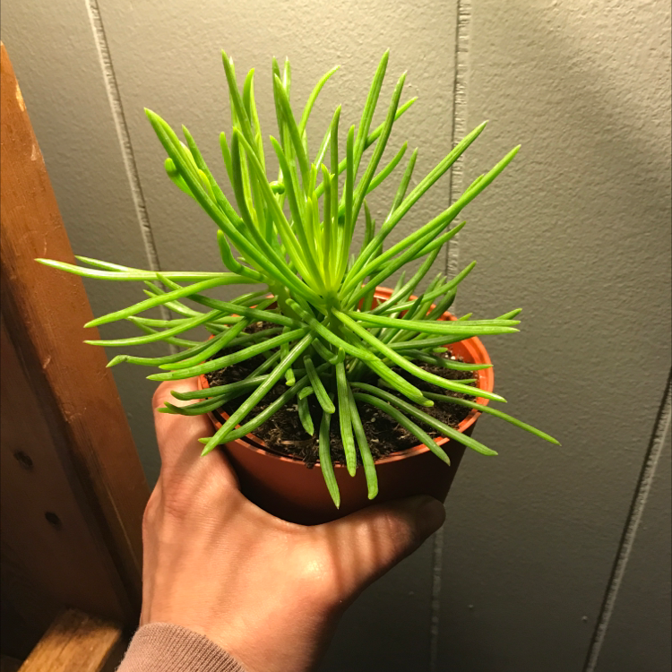 Healthy Succulent Bush Senecio plant in a pot, held by a hand.