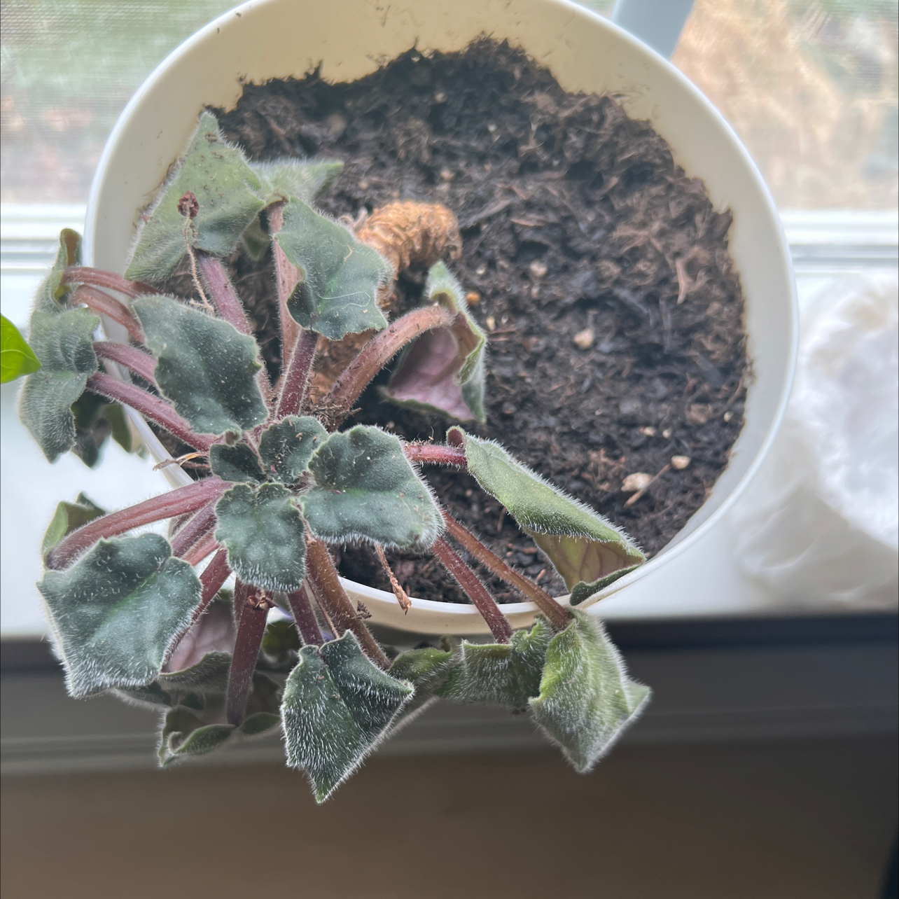 African violet