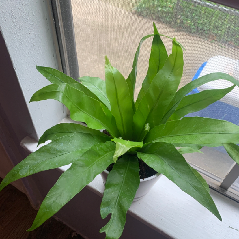 Healthy Bird's Nest Fern with vibrant green wavy leaves forming rosette shape, sitting on windowsill.