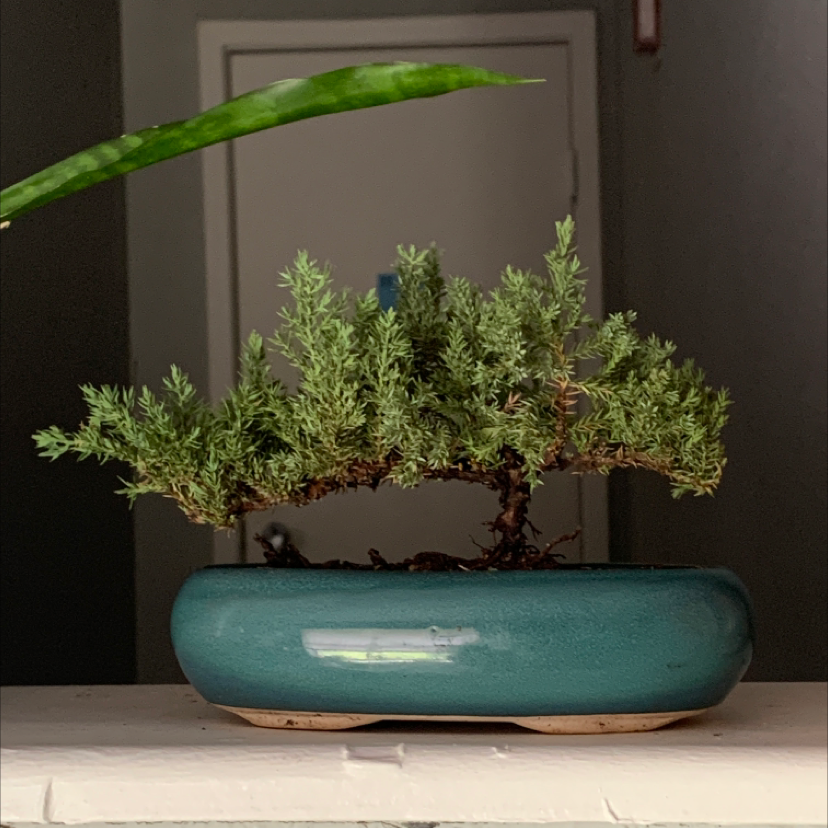 Photo of the plant species Creeping Juniper by @alejandrah named X on Greg, the plant care app