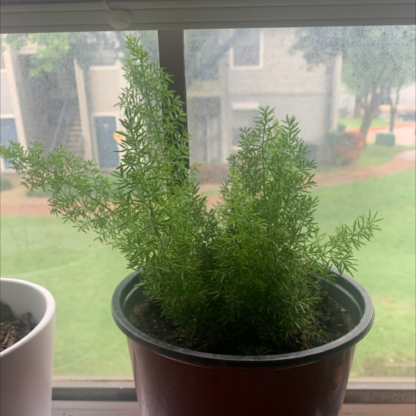 Two healthy plume asparagus plants with lush green foliage growing in a black pot on a windowsill.