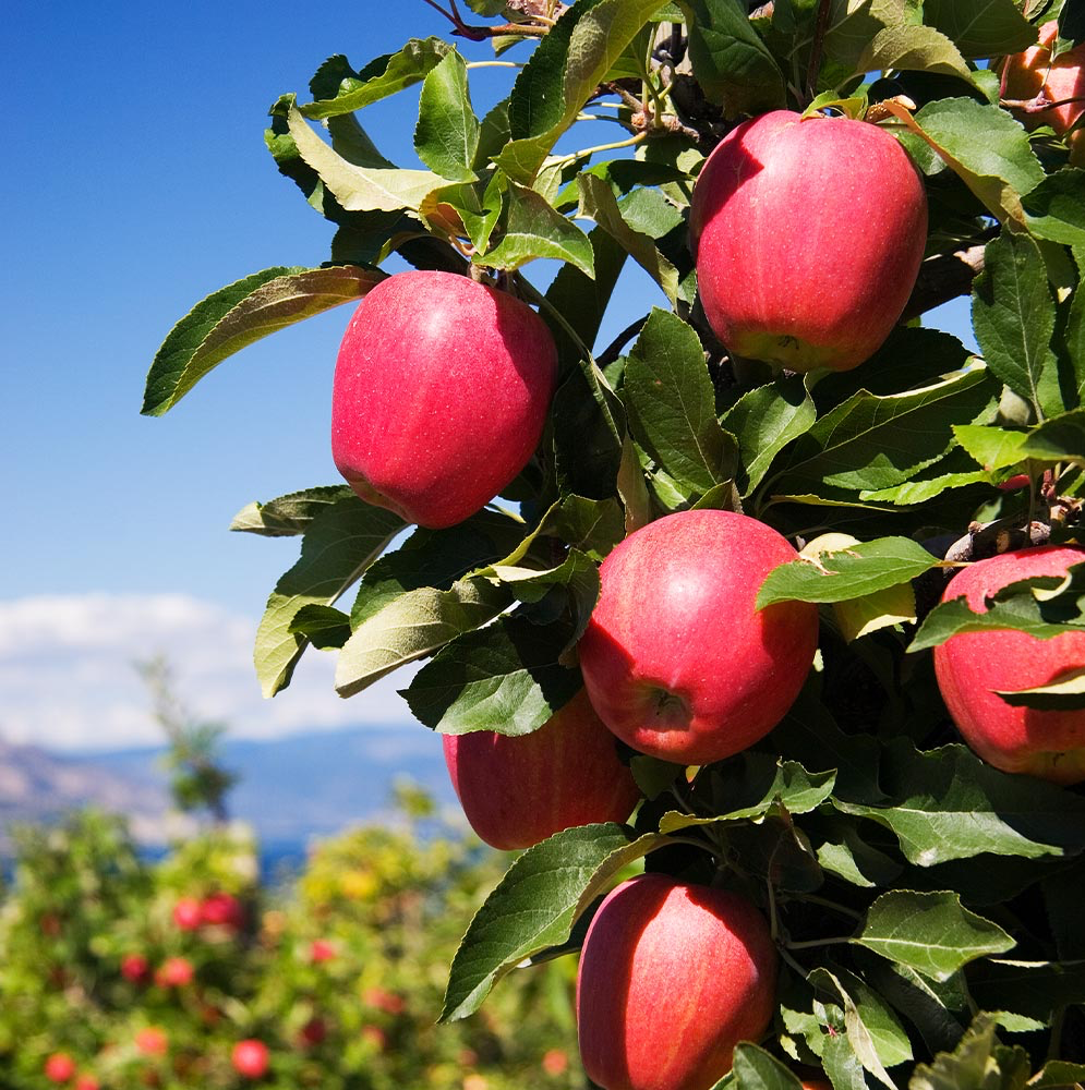 Apple tree with ripe apples and healthy green leaves.